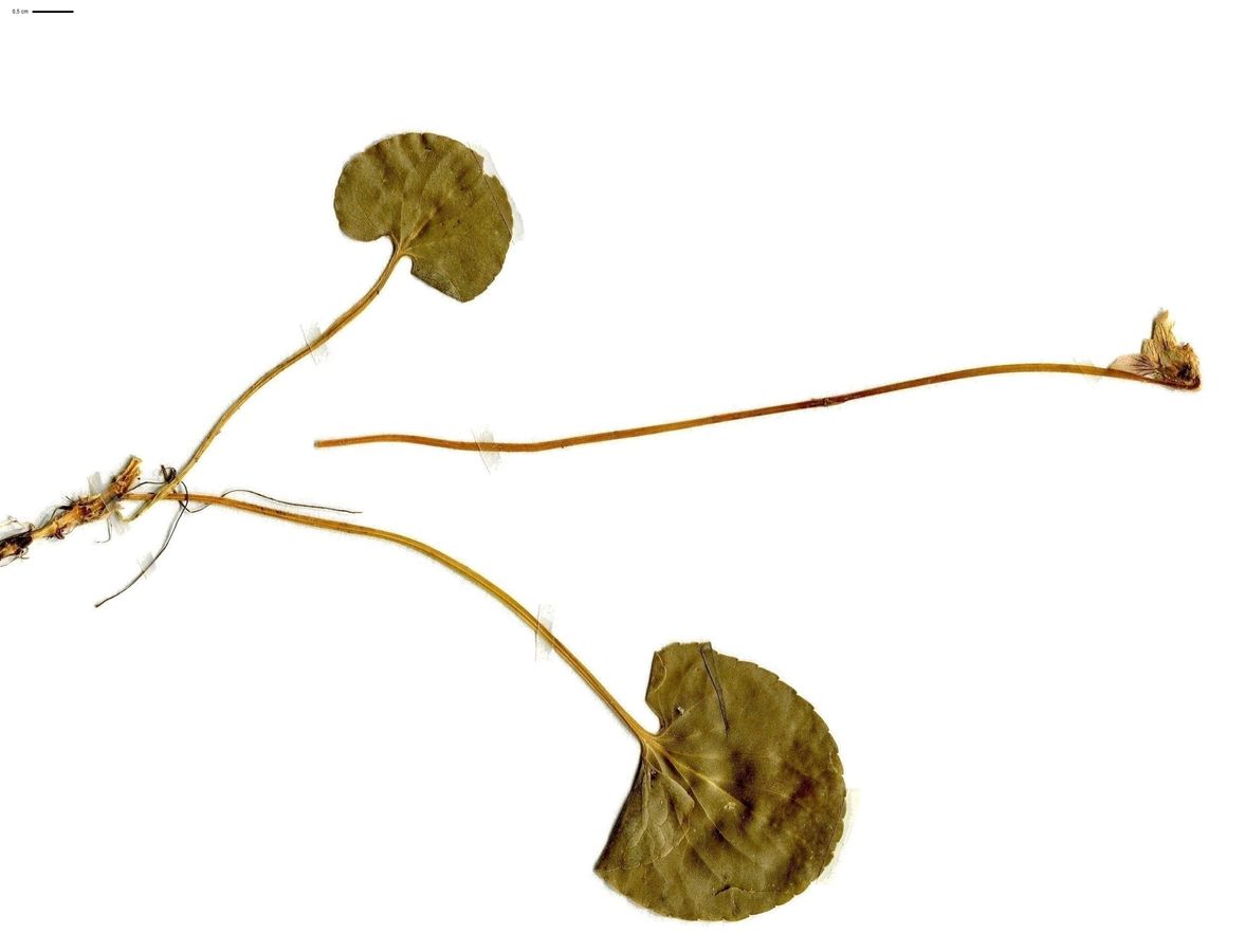 Viola palustris (Violaceae)